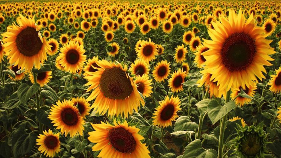 sunflowers-used_6789ef447adf6da4