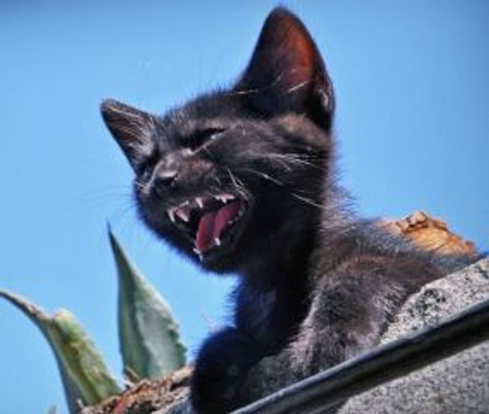 angry cat_b