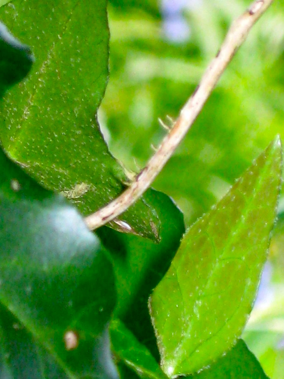Leaf and spike