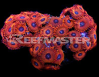 WYSIWYG584 (32$).PNG