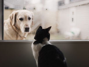 A golden retriever dog sitting outside a window in the cold as a back and white cat with its back to us looks outside from the inside.