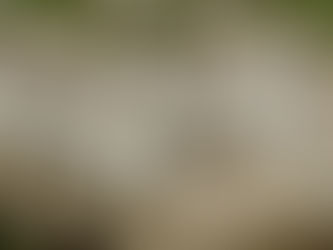 A flock of white sheep huddled together, looking to the direction of the camera with curiosity