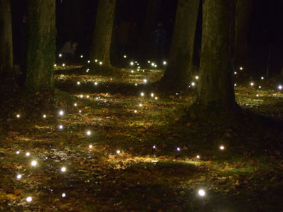 Welcome to the Enchanted Forest: Fireflies on Life, Death, and the Mysteries of Consciousness