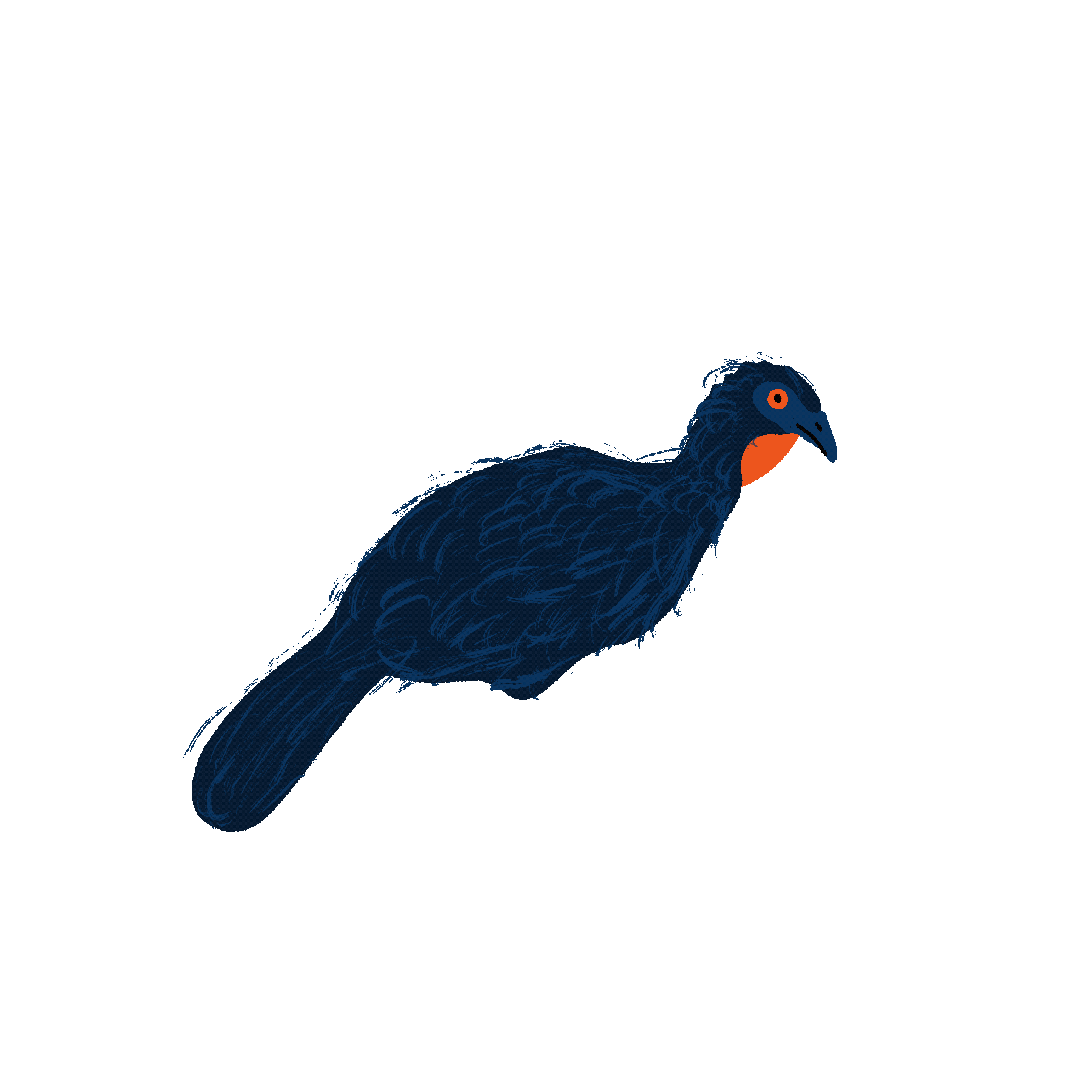 Pavoreal