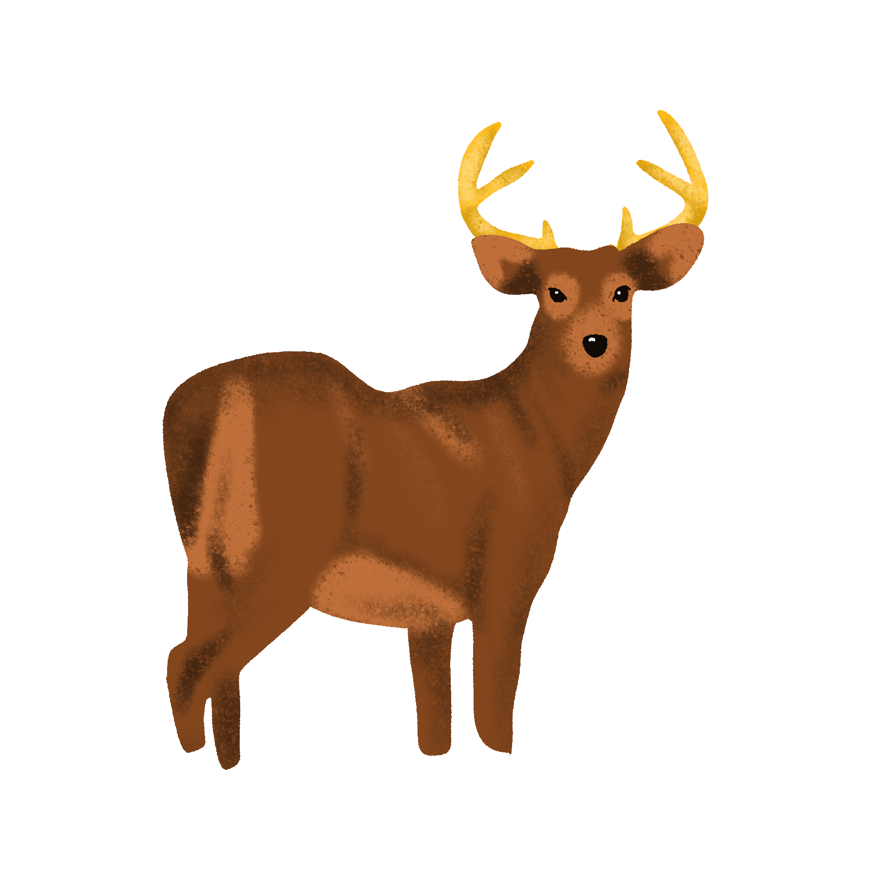 Venado