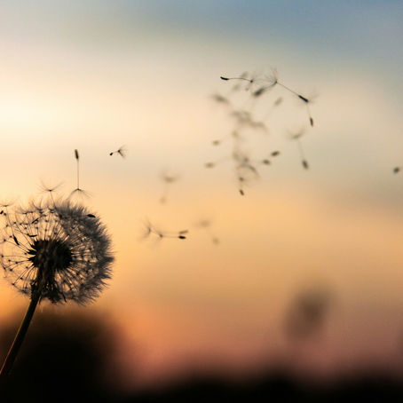 A dandelion dispersing its seeds against a sunset background