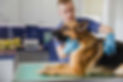 medium-shot-doctor-checking-dog-s-breathinga_u0hfjr.jpg