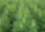 sesame-flowering