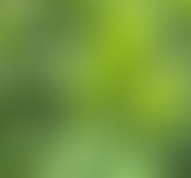 【週刊】圃場内の様子(2/17撮影)