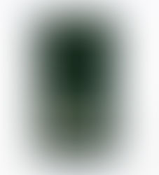 A Taste of Tradition – Why You Should Buy Makaibari Tea Online