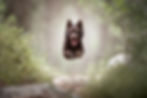 Eye-level view of a dog running joyfully in a sunlit park