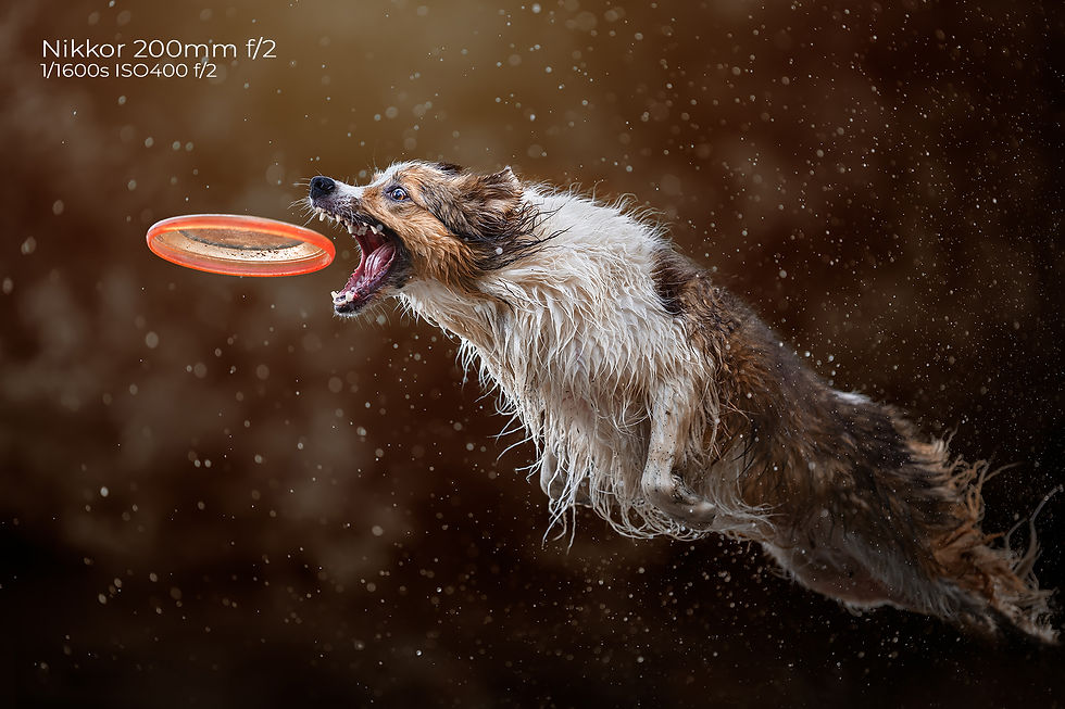Nikkor 200mm f2 dogs in action