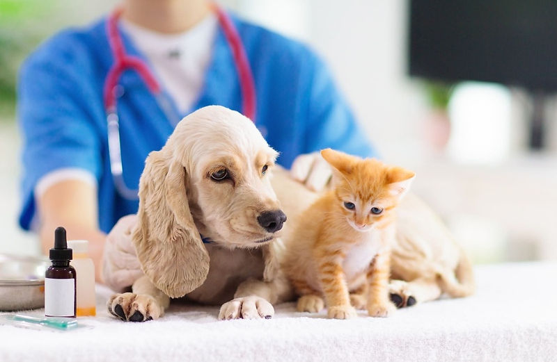 犬と猫
