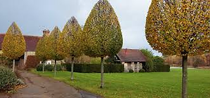 Tree Cutting