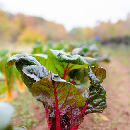 Winter Share Schedule (2021-2022)