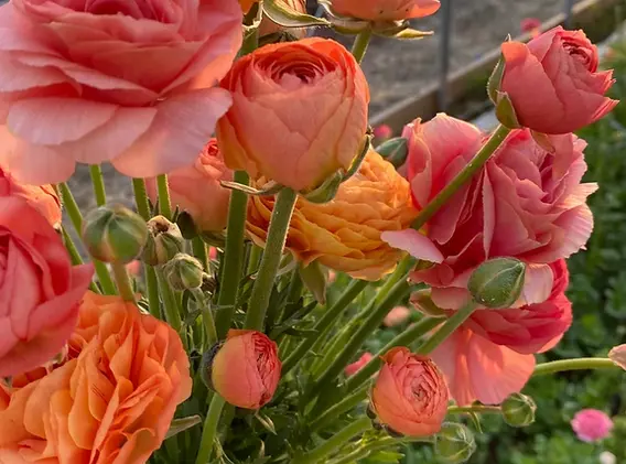 ranunculus fbf.webp