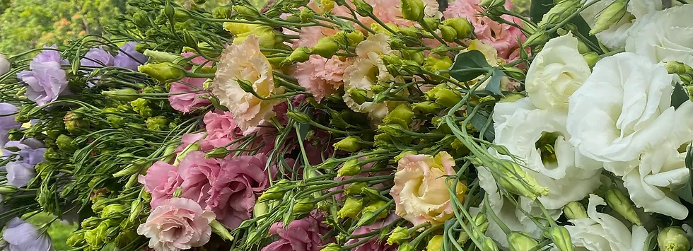 lisianthus fbf.webp