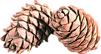 pine-cone-clip-art-26.png