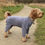 Thumbnail: Pawsome 4 Leg Polar Fleece