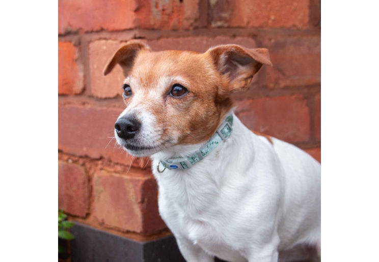 Thumbnail: Ancol Small Bite Collar & Lead Sets - Various Designs