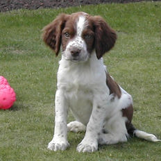 Puppy