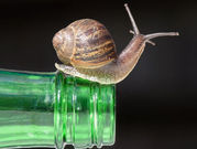 The significance of "The snail in the bottle" case