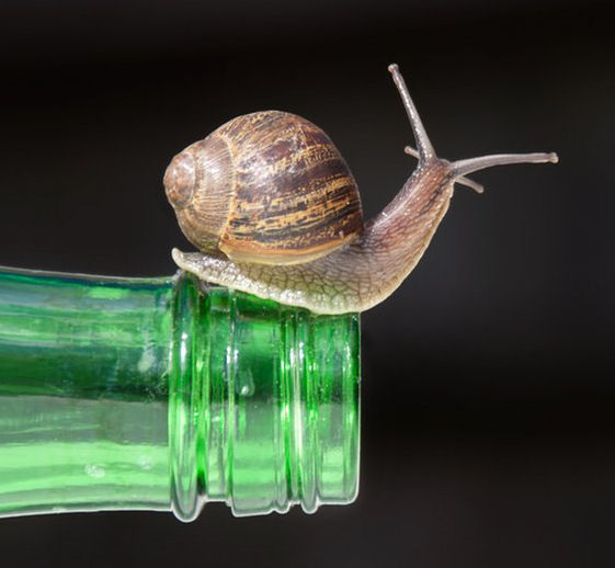 The significance of "The snail in the bottle" case