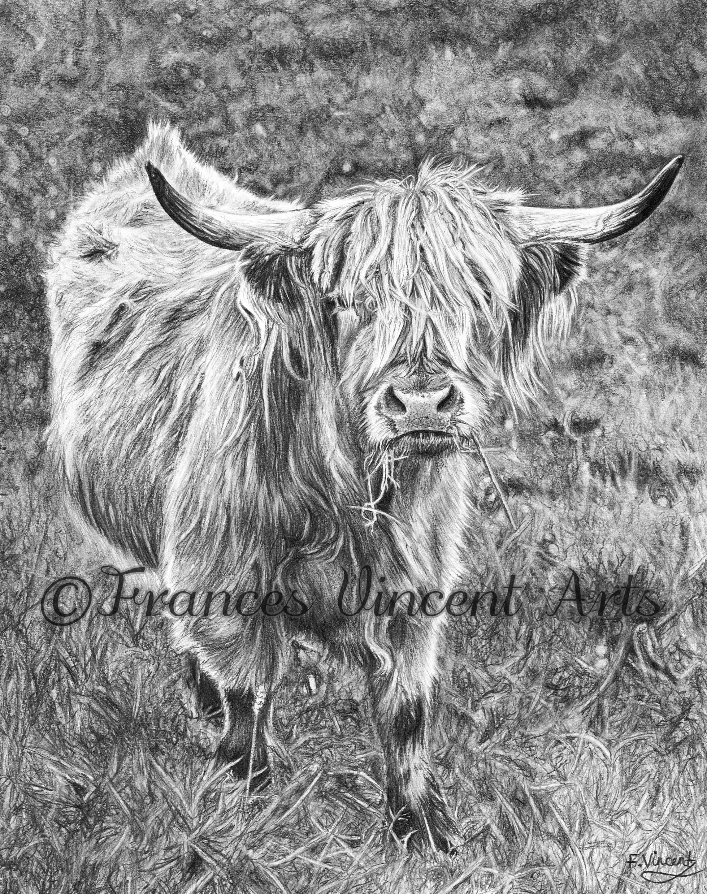 Highland Cow