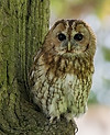 Tawny owl photo
