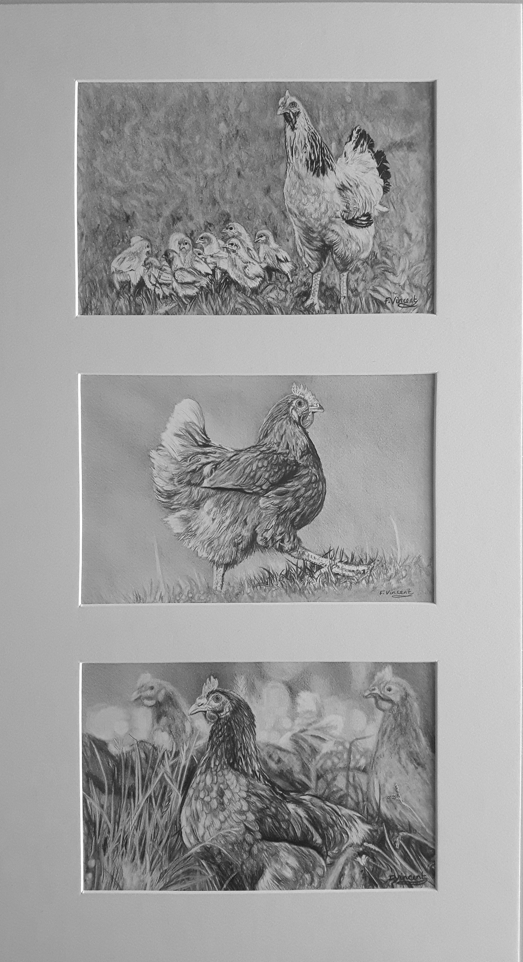 Chick-Chick-Chicken
