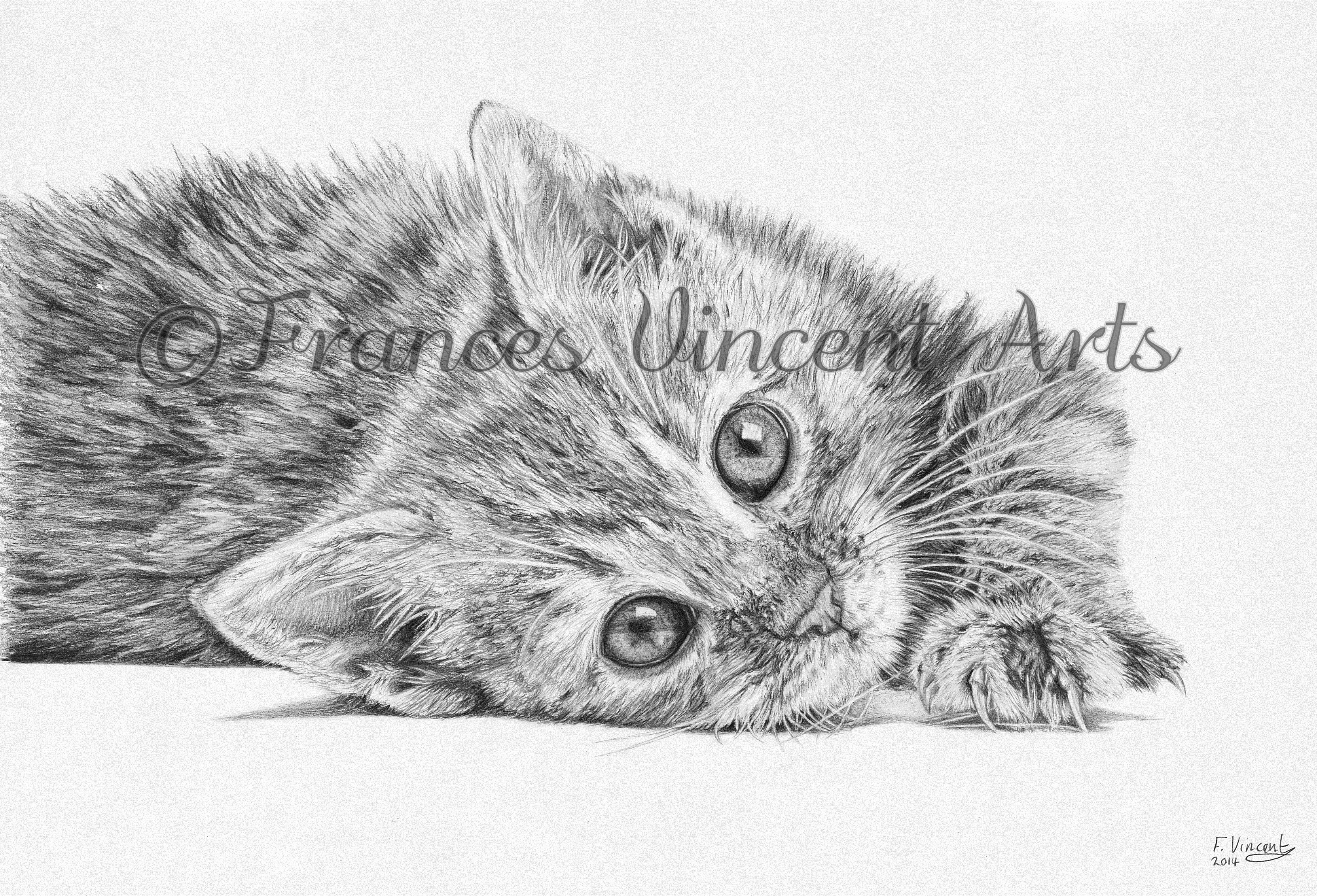 Curious Kitten