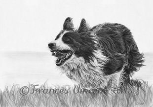 Drawing of a border collie dog running fast through the grass