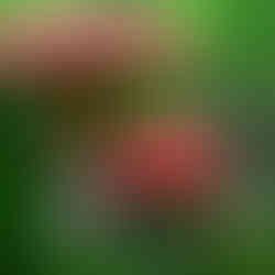 Pikmin Bulborb Real Life Inspiration