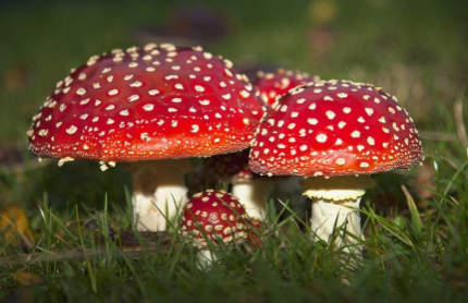 Pikmin Bulborb Real Life Inspiration