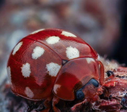 Pikmin Bulborb Real Life Inspiration