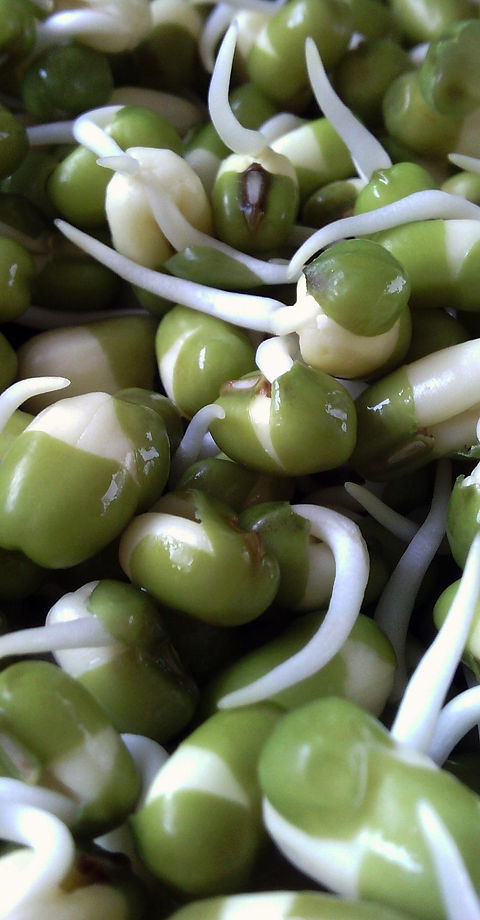 Green seeds sprouting white roots