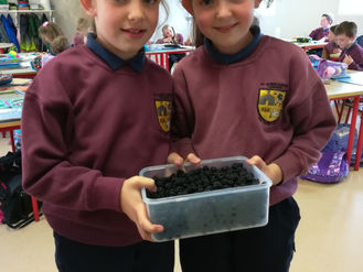 Blackberries! Yum!