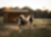 visit_magical retreat farm rescue for all