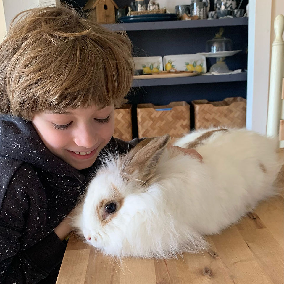 social interaction with rabbits