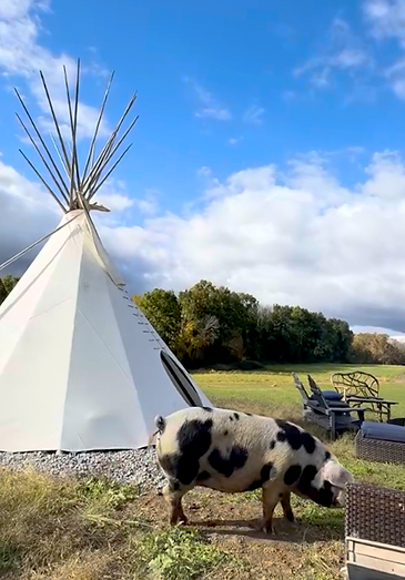our story - rescue farm animals from cruelty, neglect, and abandonment, giving them a safe