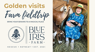 Golden Visits Presentation Image