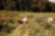 visit us - all events at the farm bkgd