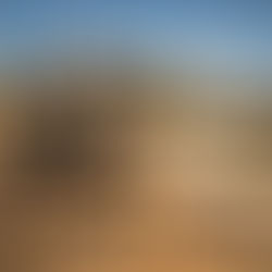 Poem: "Blue Iris Farm, A Home for All"