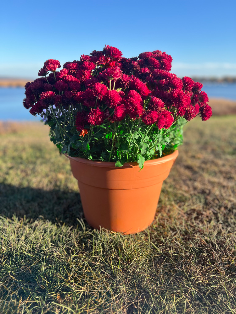 Thumbnail: Mums: Add-On