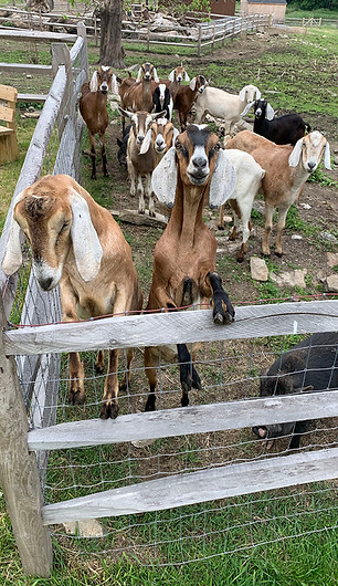 time with the goats