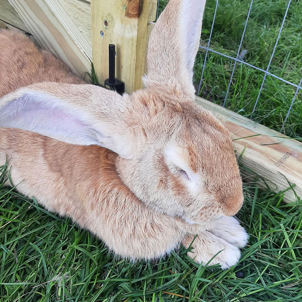 fundamental care of rabbits