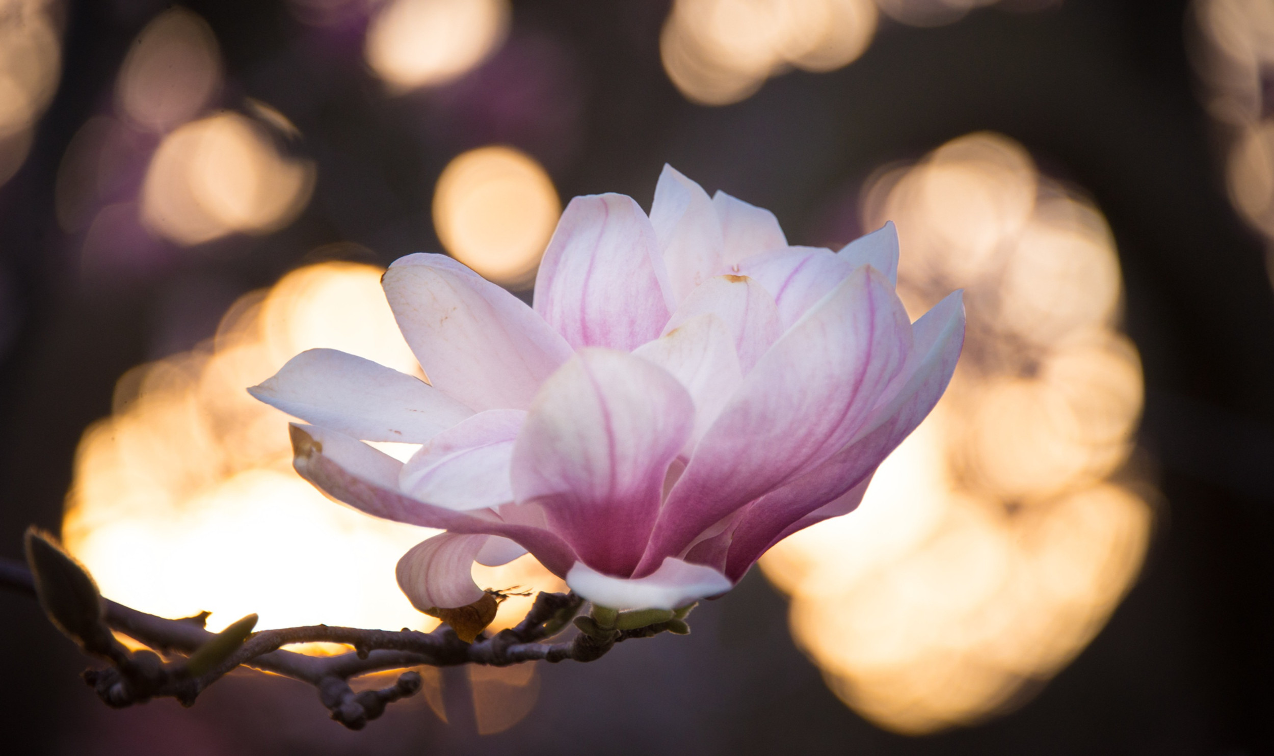 Sekhem | QuantEssence