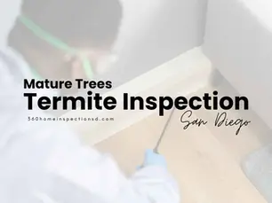 Mature trees near a San Diego home create termite pathways through roots, branches, and mulch. Here's what buyers should check and when to inspect.