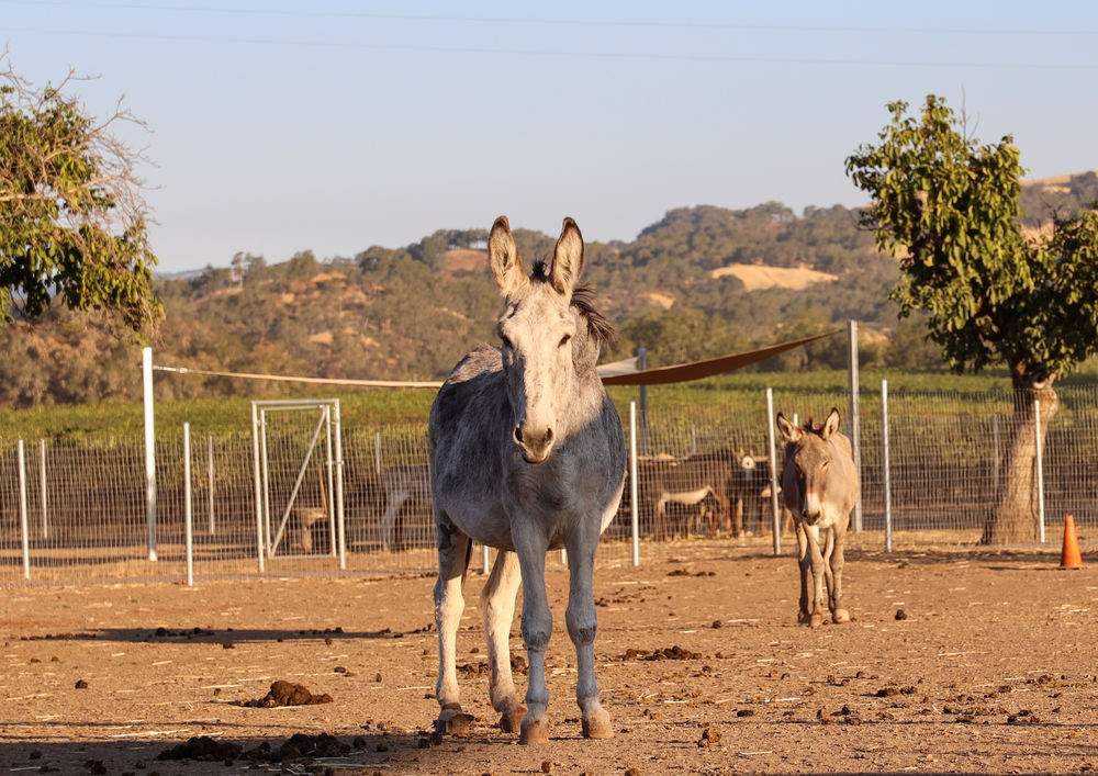 Why are Donkeys Always in Nativity Scenes?