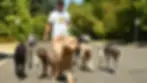 Man walking eight dogs of various breeds on leashes down a sunny suburban street, with trees and parked cars in the background. The man wears a white graphic t-shirt, dark shorts, and a cap, while the dogs include Labrador Retrievers, Doodles, a Great Dane, and other medium-to-large breeds. Image highlights dog walking services in a neighborhood setting on a bright day.